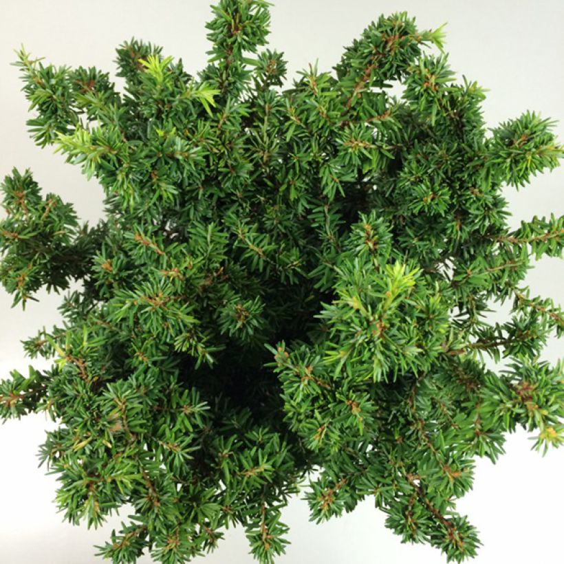 Tsuga canadensis Jervis (Foliage)