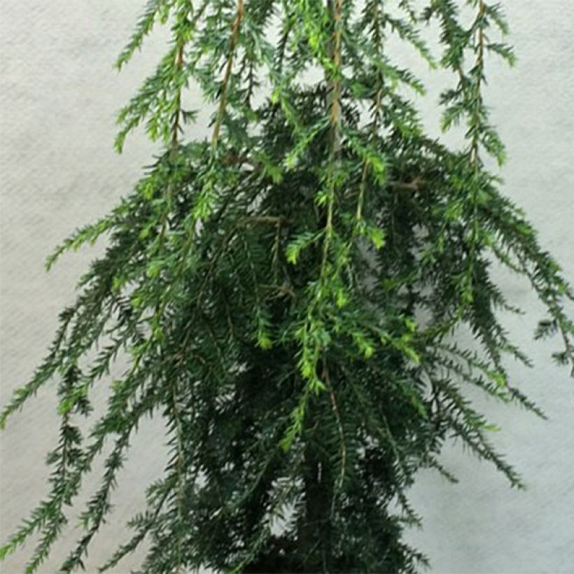 Tsuga canadensis Pendula (Foliage)