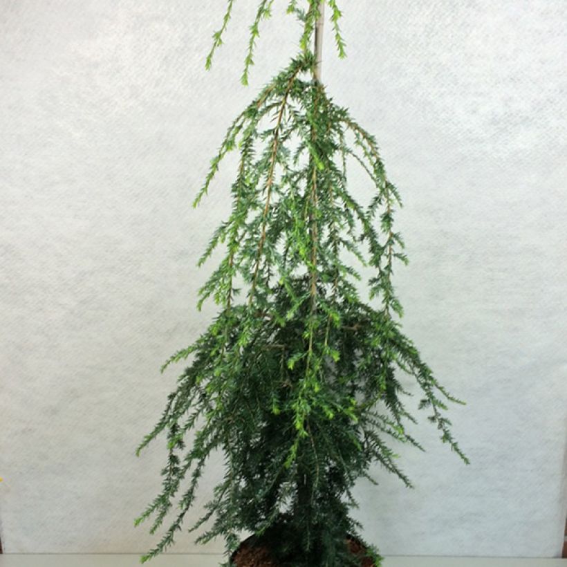 Tsuga canadensis Pendula (Plant habit)