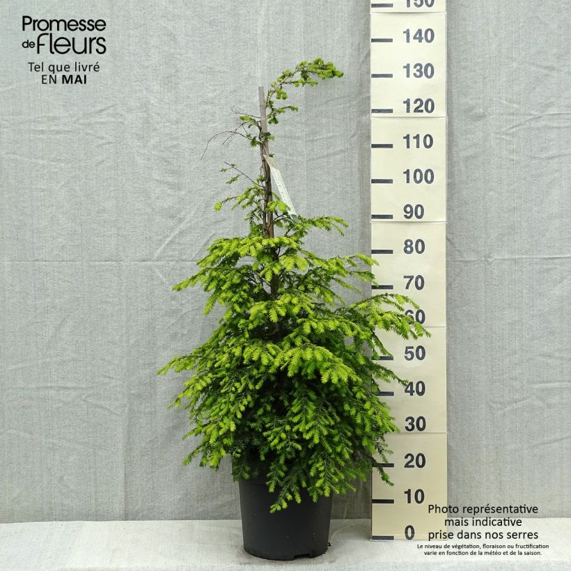Example of Tsuga canadensis Vaso da 3L/4L as you get in printemps