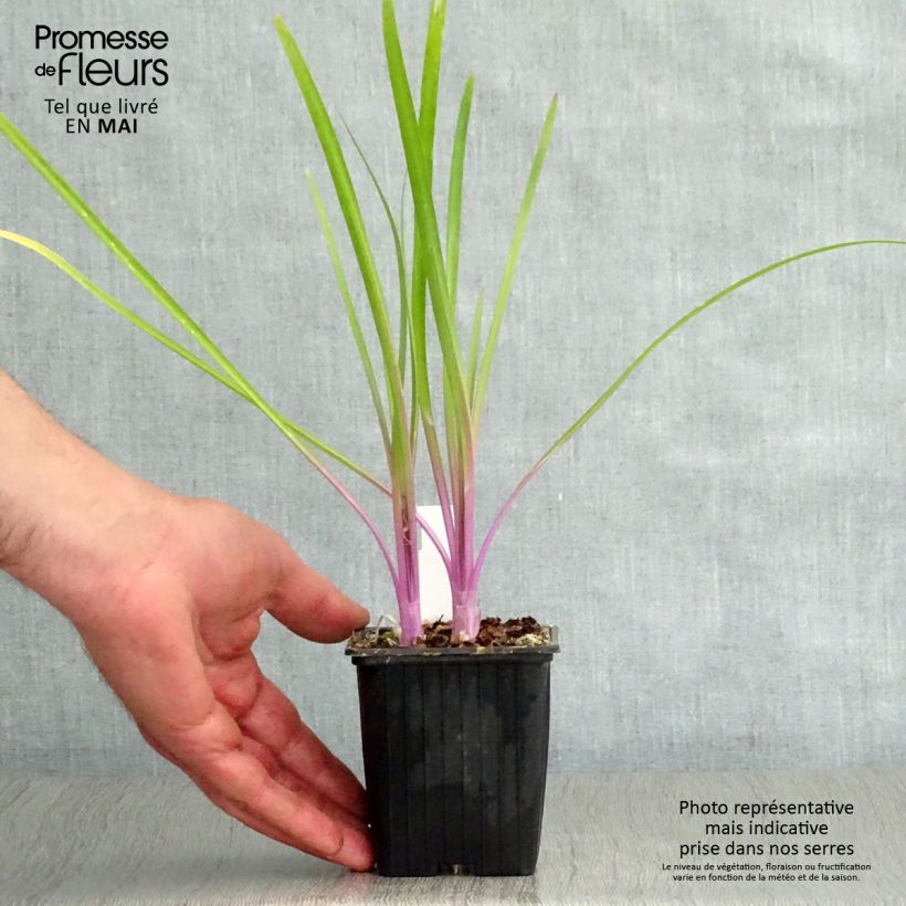 Tulbaghia violacea Flamingo Vasetto da 8/9 cm esemplare consegnato in primavera