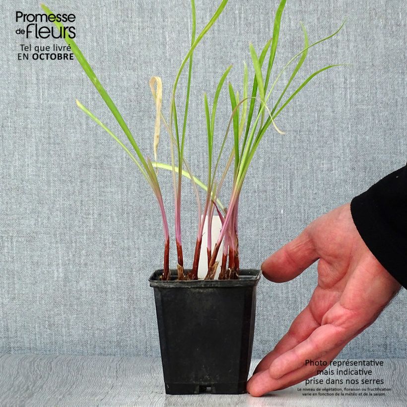 Esemplare di Tulbaghia violacea Flamingo Vasetto da 8/9 cm come consegnato in autunno