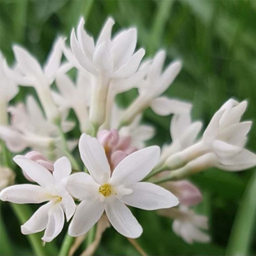 Tulbaghia violacea Pearl (Fioritura)