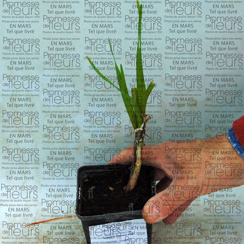 Esempio di esemplare Tulbaghia fragrans Alba Bulbo come consegnato