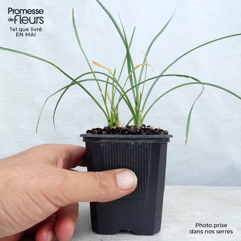 Example of Tulbaghia violacea Ashanti Vasetto da 8/9 cm as you get in printemps