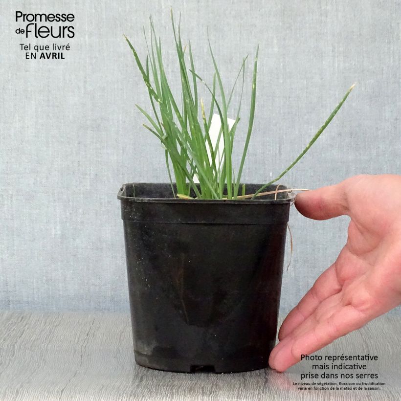 Example of Tulbaghia violacea Ashanti Vaso da 2L/3L as you get in printemps