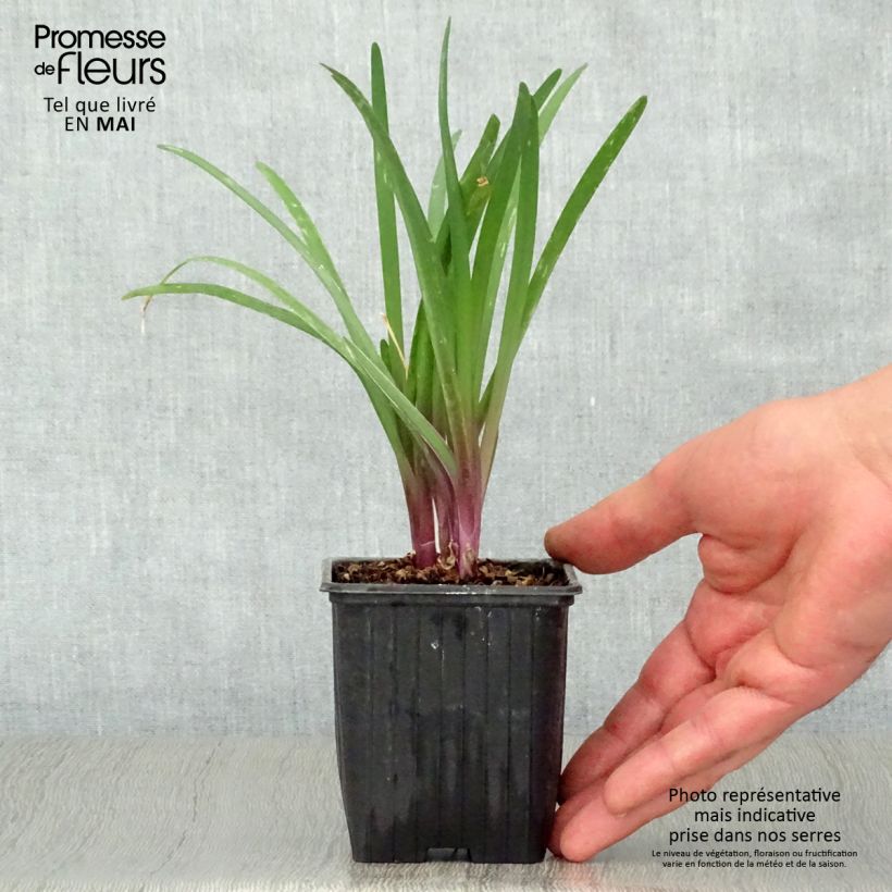 Tulbaghia violacea KIlimanjaro Vasetto da 8/9 cm esemplare consegnato in primavera