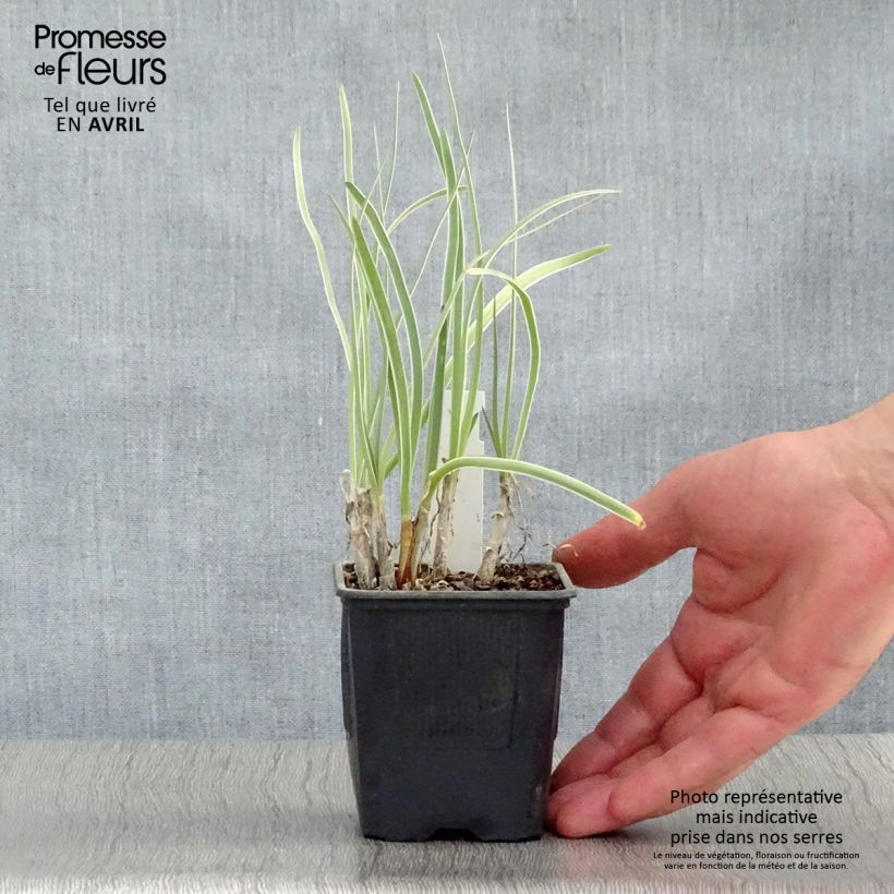 Example of Tulbaghia violacea Silver Lace Vasetto da 8/9 cm as you get in printemps