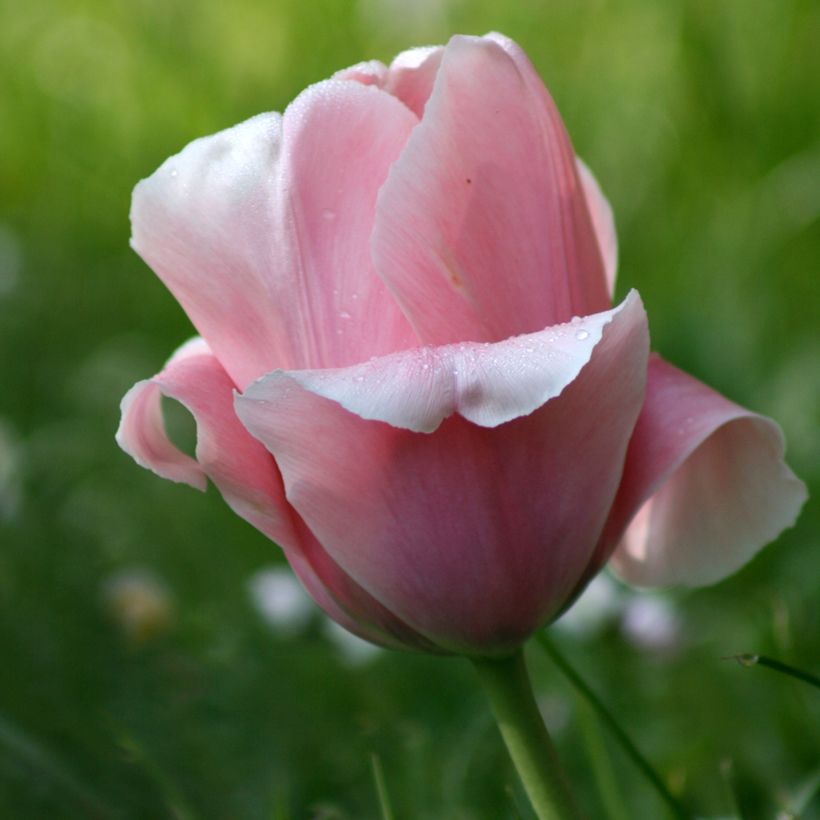 Tulipano Trionfo Beauty Queen (Fioritura)