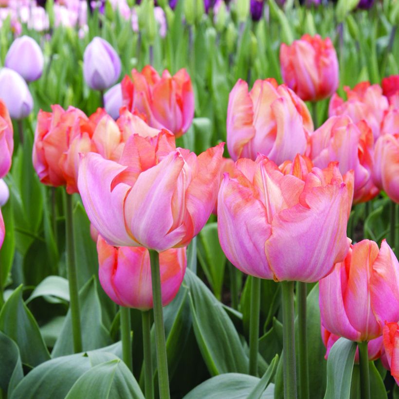 Tulipano Trionfo Jochem (Fioritura)