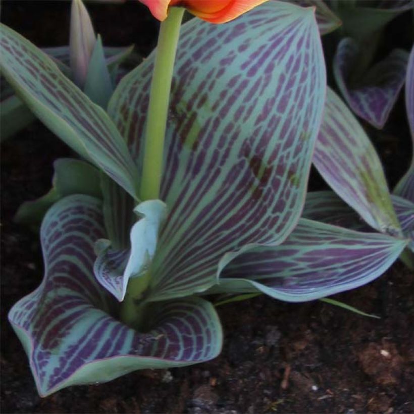 Tulipano greigii Corsage (Fogliame)