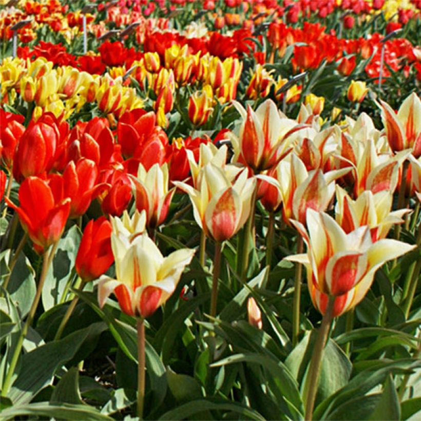 Tulipano greigii (Flowering)