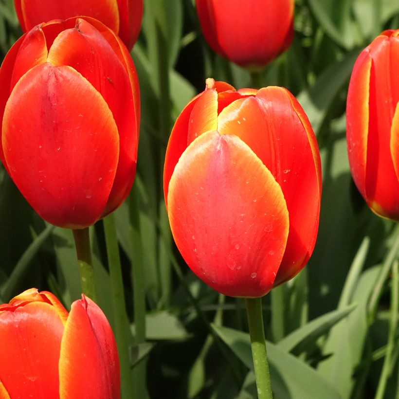 Tulipano Darwin World's Favourite (Fioritura)