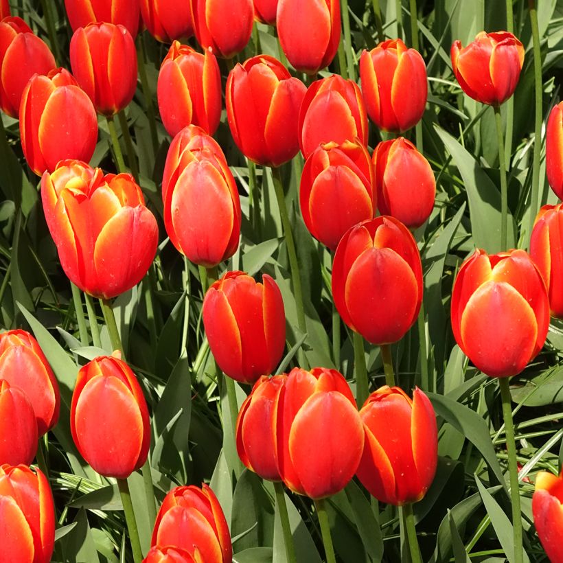 Tulipano Darwin World's Favourite (Porto)