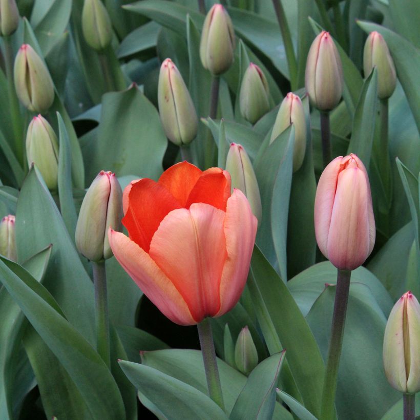 Tulipano Darwin Apricot Impression (Fioritura)