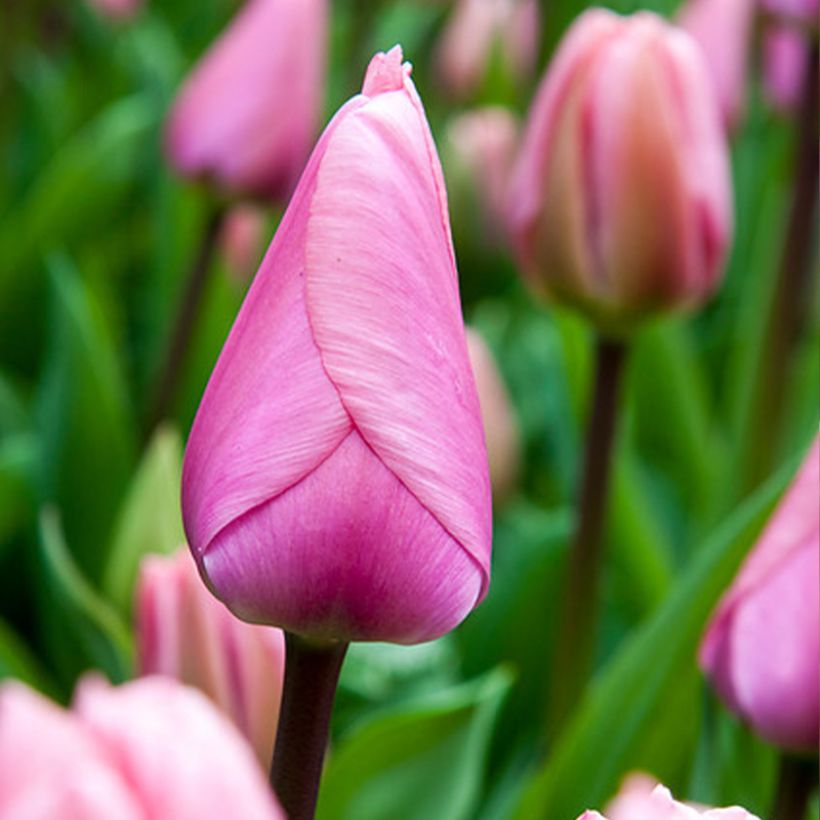 Tulipano Darwin Big Love (Fioritura)