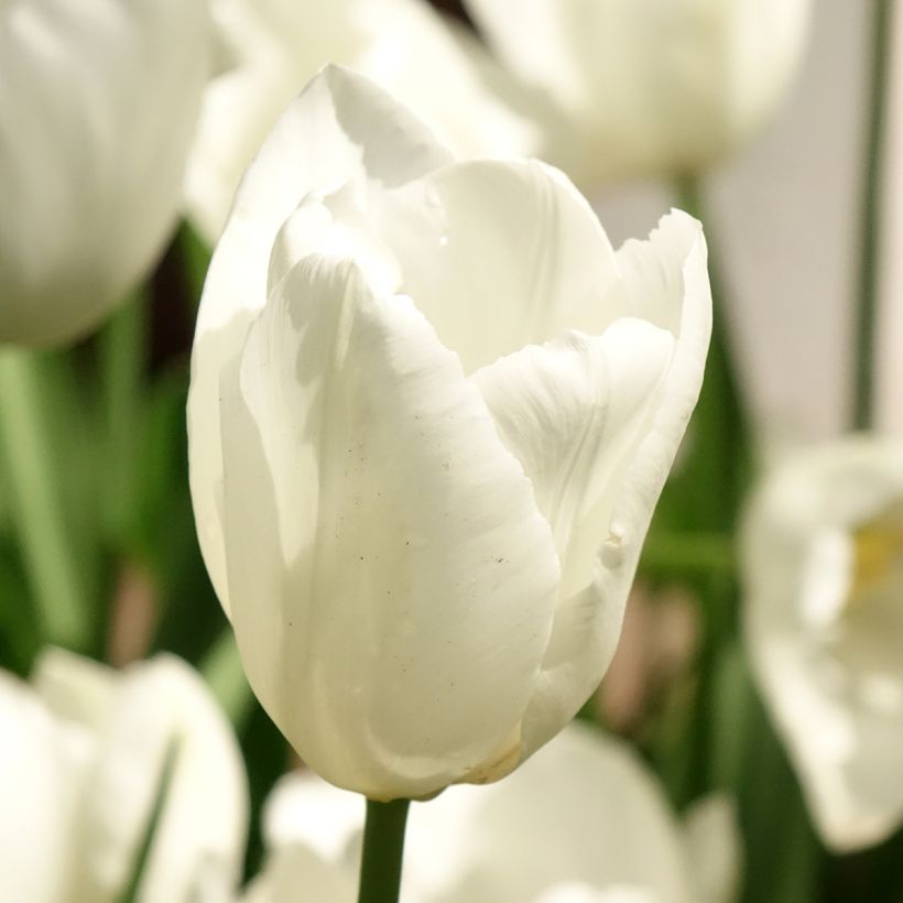 Tulipano Darwin Hakuun (Flowering)