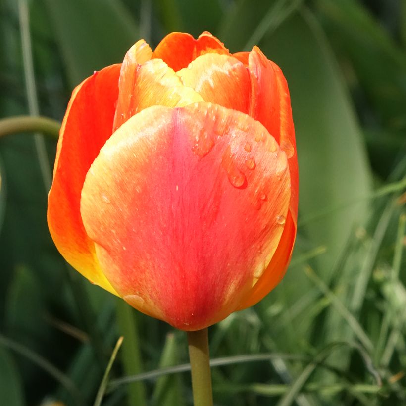 Tulipano Darwin Orange Lion (Fioritura)