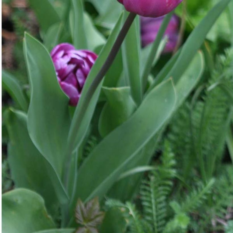 Tulipano Diamant Bleu (Foliage)
