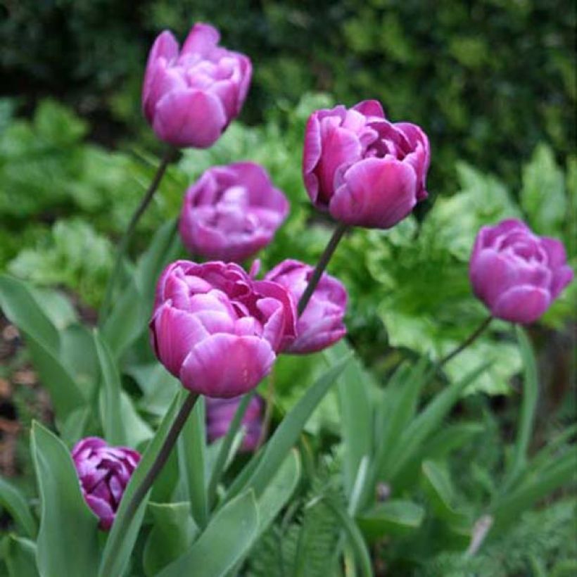 Tulipano Diamant Bleu (Plant habit)