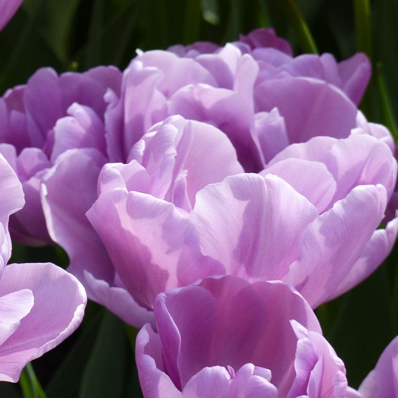 Tulipano Katinka (Fioritura)