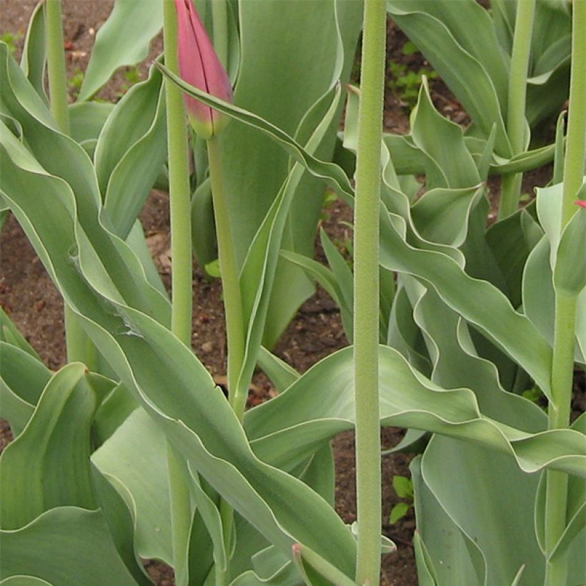 Tulipano Giglio Synaeda King (Fogliame)