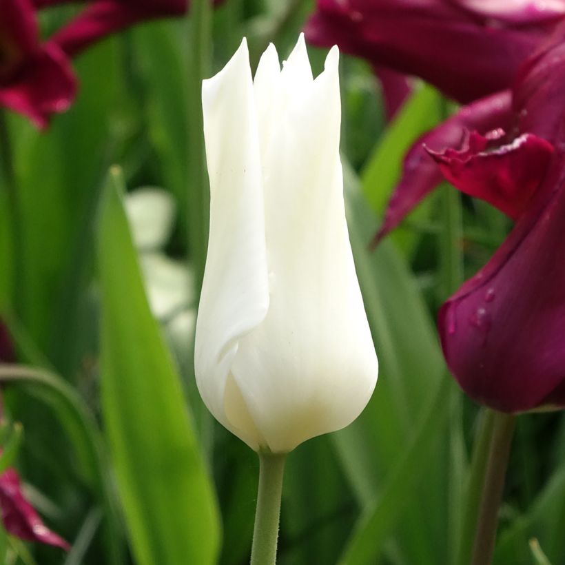 Tulipano Giglio White Triumphator (Fioritura)