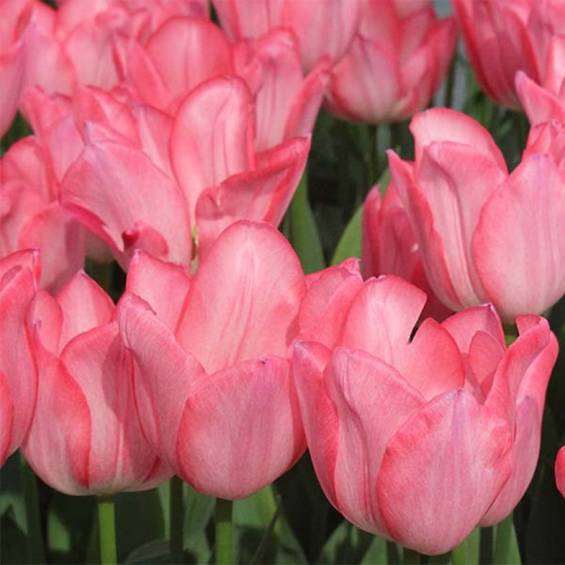Tulipano Christmas Pearl (Fioritura)