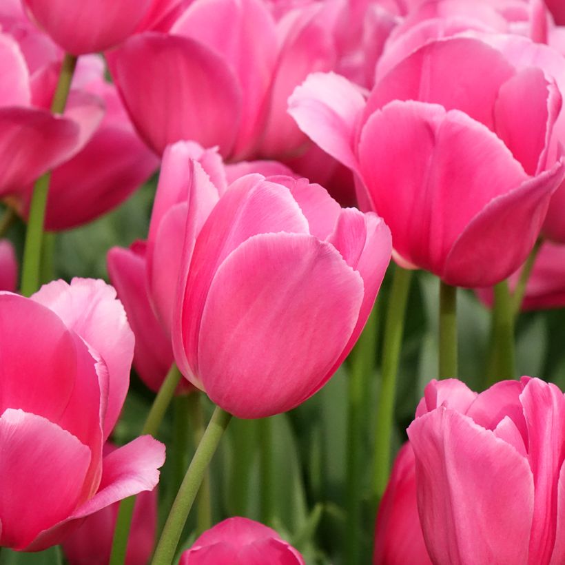 Tulipano Trionfo Barcelona (Fioritura)