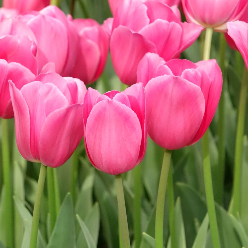 Tulipano Trionfo Barcelona (Porto)