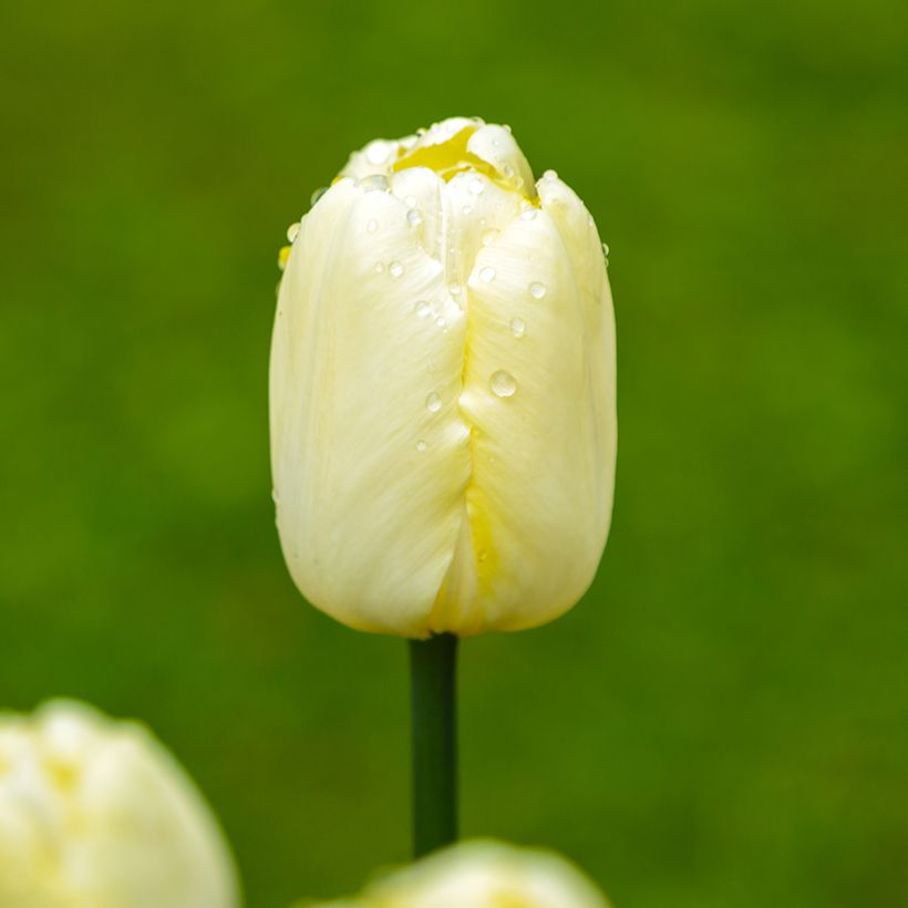 Tulipano Trionfo Creme Flag (Flowering)