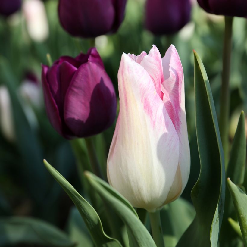 Tulipano Trionfo Kyoko Takahashi (Fioritura)