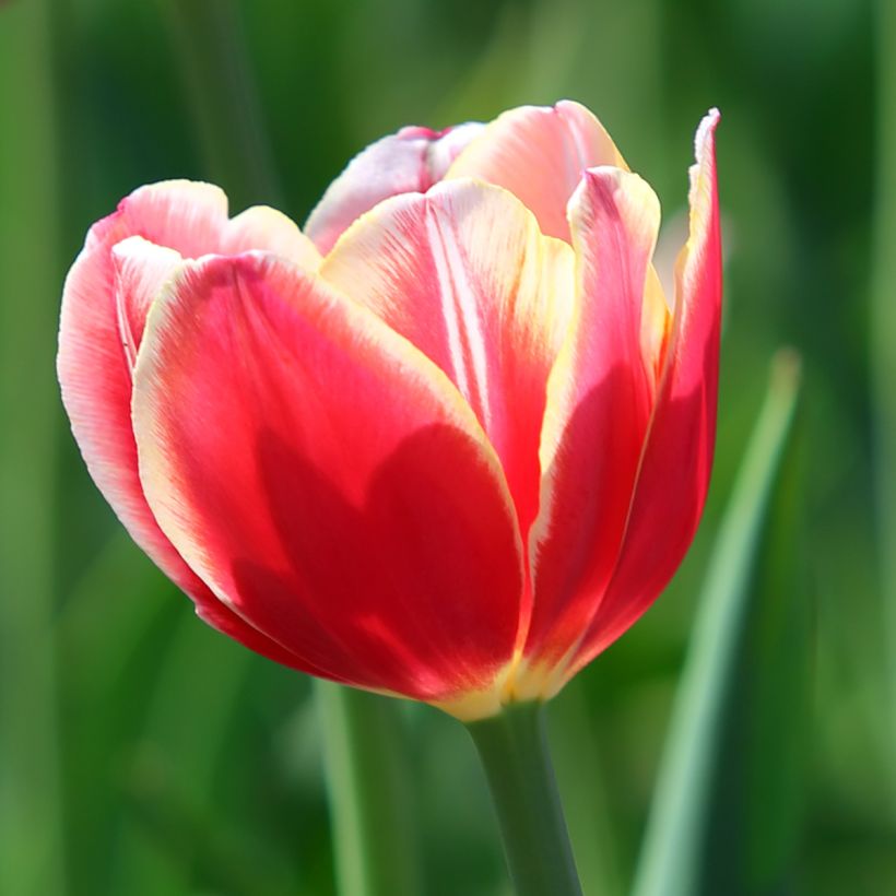 Tulipano Trionfo Leen van der Mark (Fioritura)