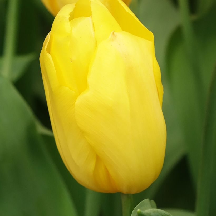 Tulipano Trionfo Strong Gold (Fioritura)
