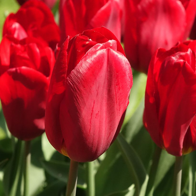 Tulipano Trionfo Strong Love (Fioritura)