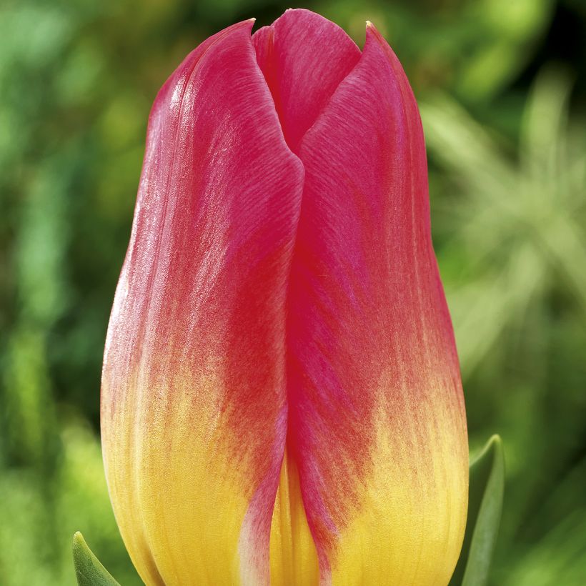Tulipano Trionfo Tom Pouce (Fioritura)