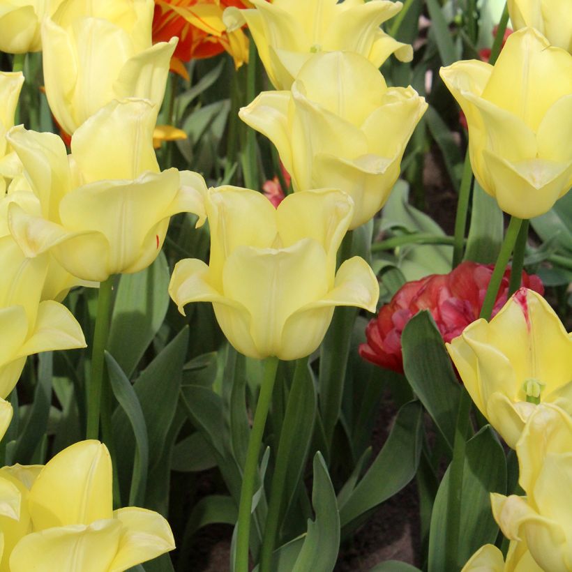 Tulipano Trionfo World Friendship (Porto)