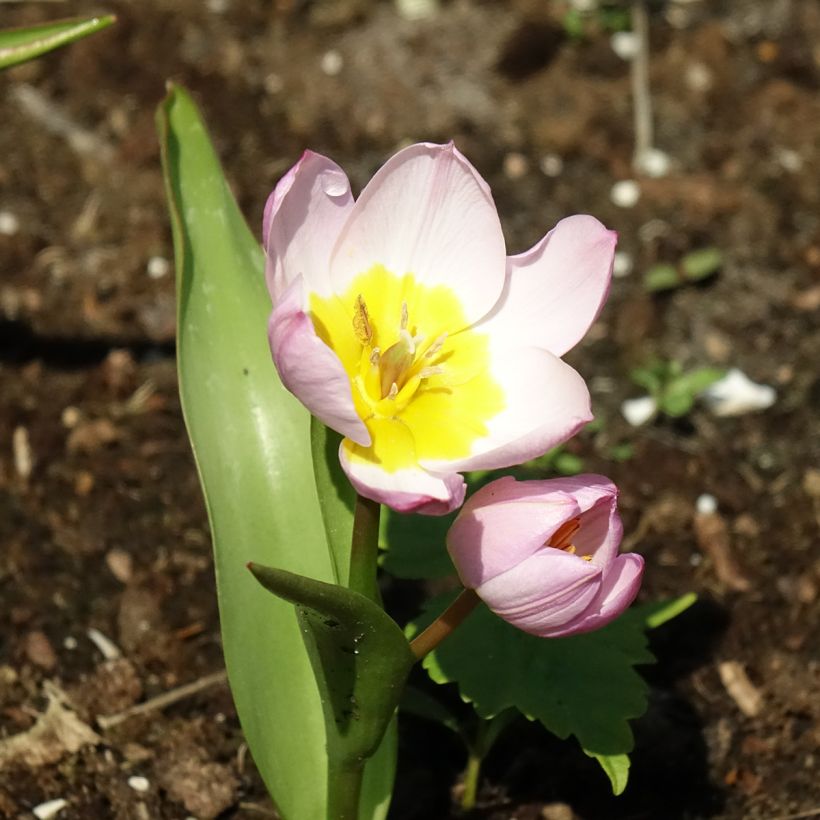Tulipano bakeri Lilac Wonder - Tulipano botanico (Fioritura)