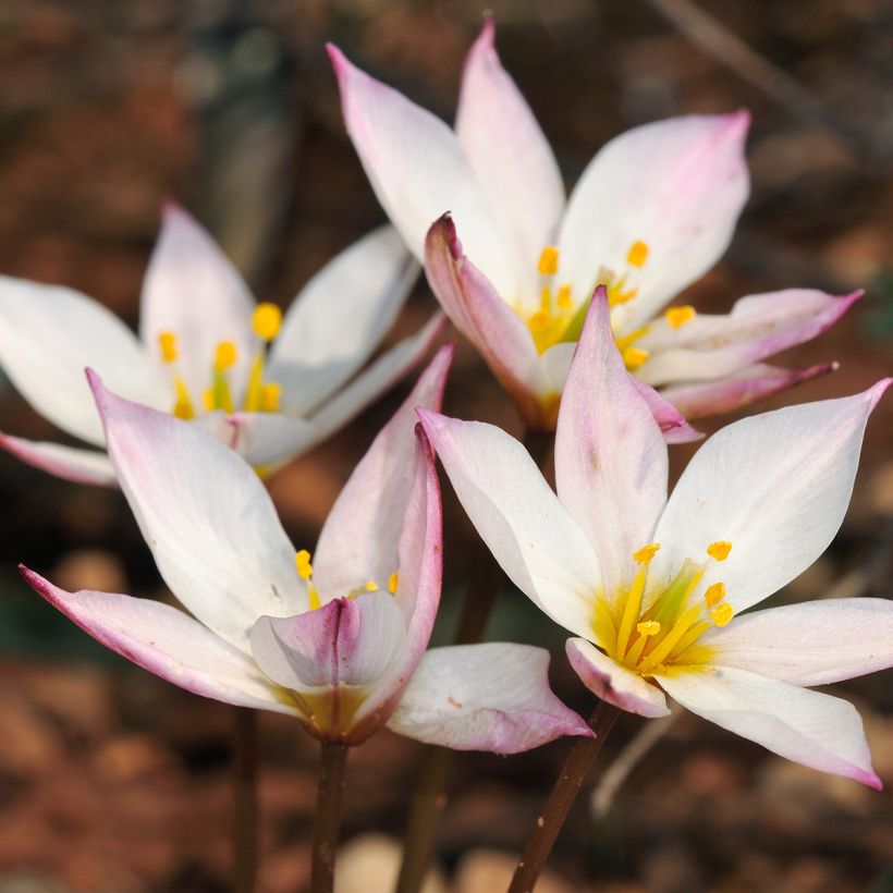 Tulipano cretica Hilde - Tulipano botanico (Fioritura)