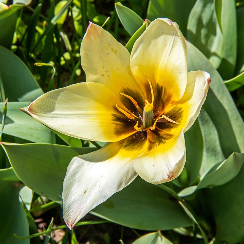 Tulipano greigii Albion Star (Fioritura)