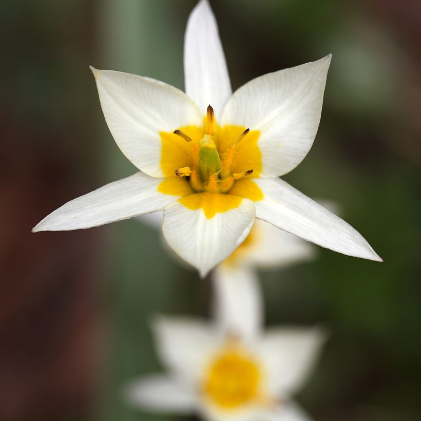 Tulipano turkestanica - Tulipano selvatico (Fioritura)