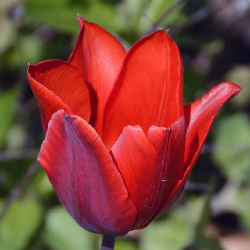 Tulipano Couleur Cardinal (Flowering)