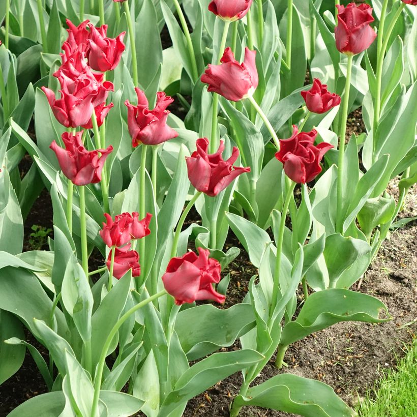 Tulipano Corona Red Dress (Flowering)