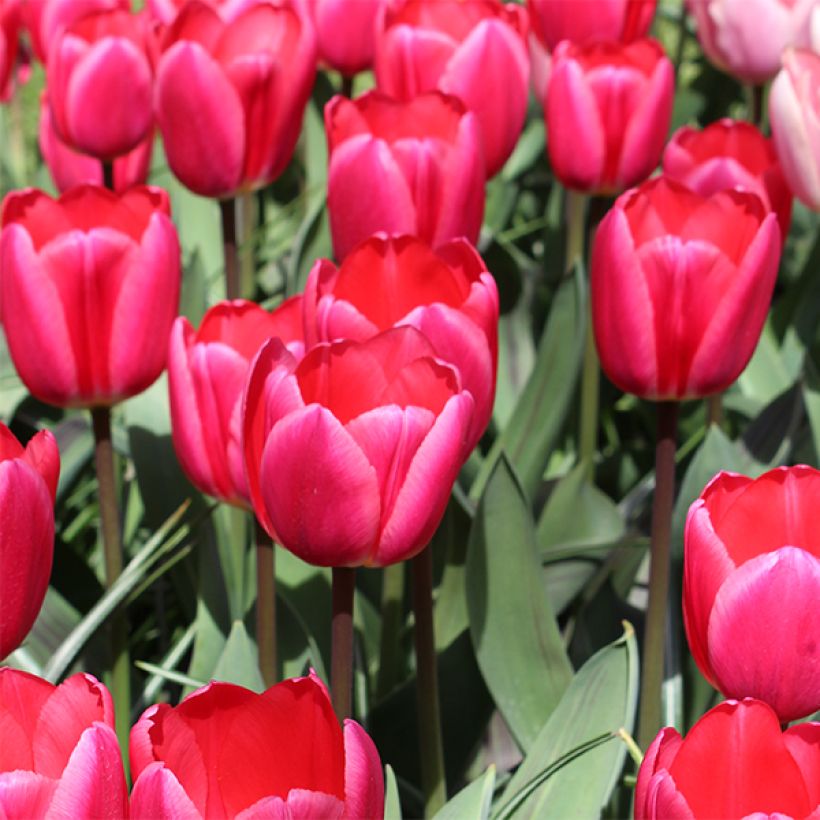 Tulipano Darwin Rosy Delight (Fioritura)