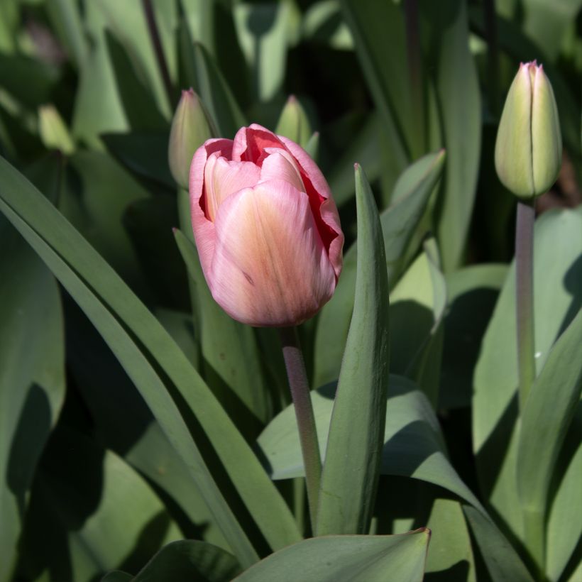 Tulipano Pink Impression (Flowering)