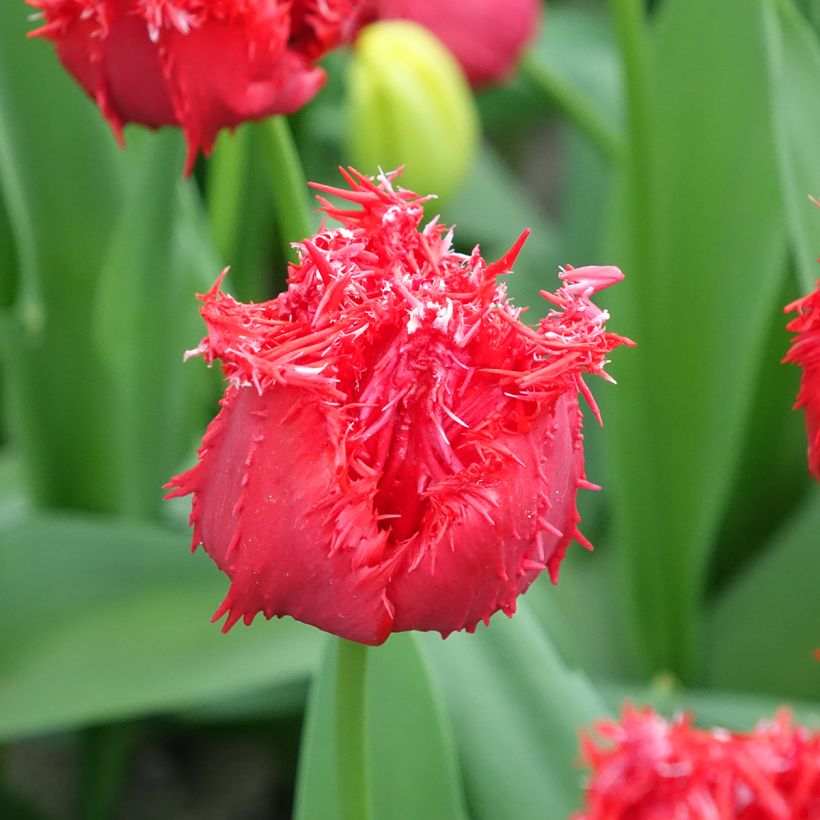 Tulipano sfrangiato Barbados (Fioritura)