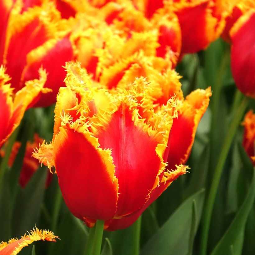 Tulipano sfrangiato Fabio (Fioritura)