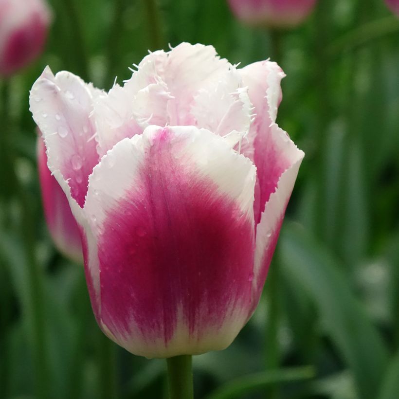 Tulipano sfrangiato Siesta (Fioritura)