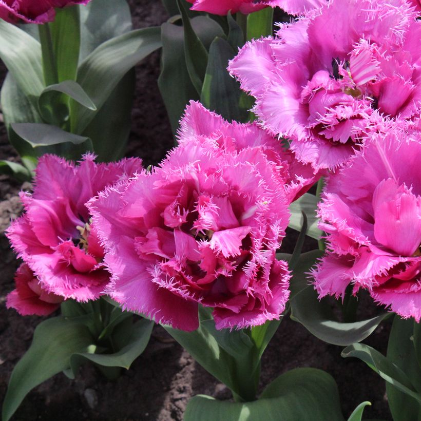 Tulipano sfrangiato Match Point (Fioritura)