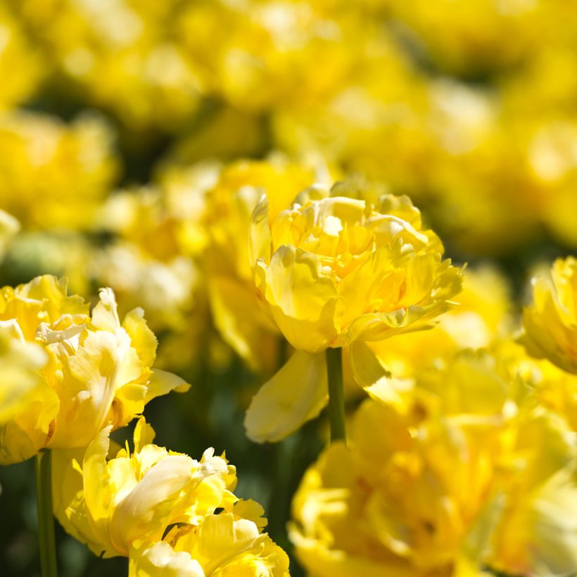 Tulipano Doppio Precoce Yellow Margarita (Fioritura)